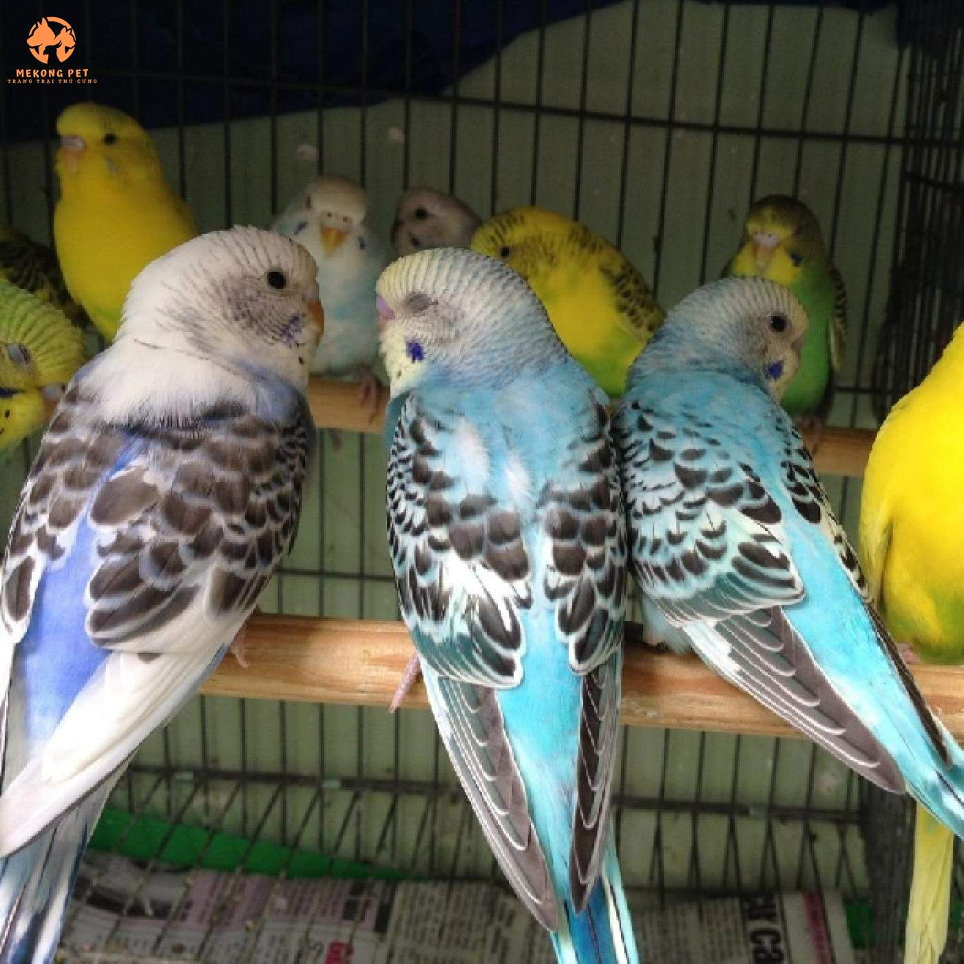 Bán vẹt hong kong giá rẻ tại tphcm, Tây Ninh, Đồng nai